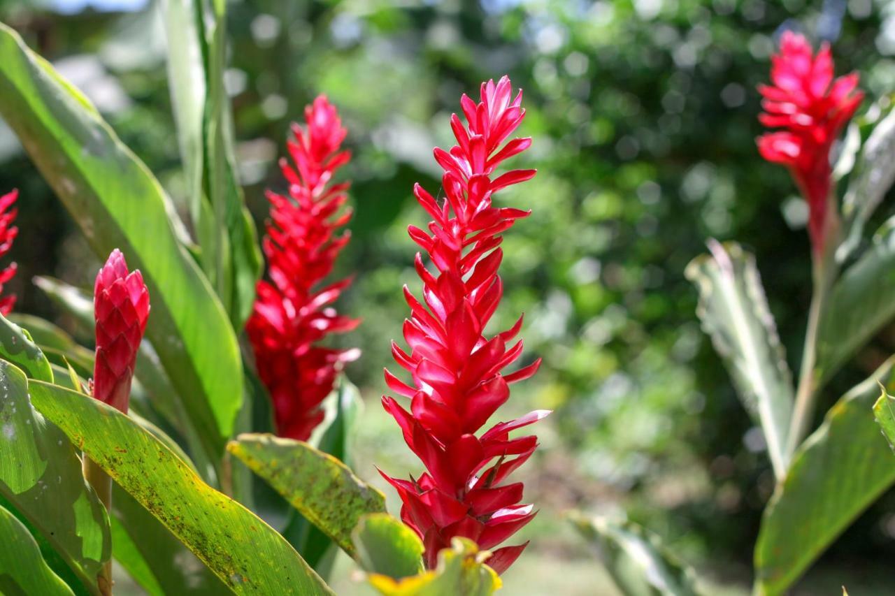 Samana Ecolodge El Limon Exterior photo